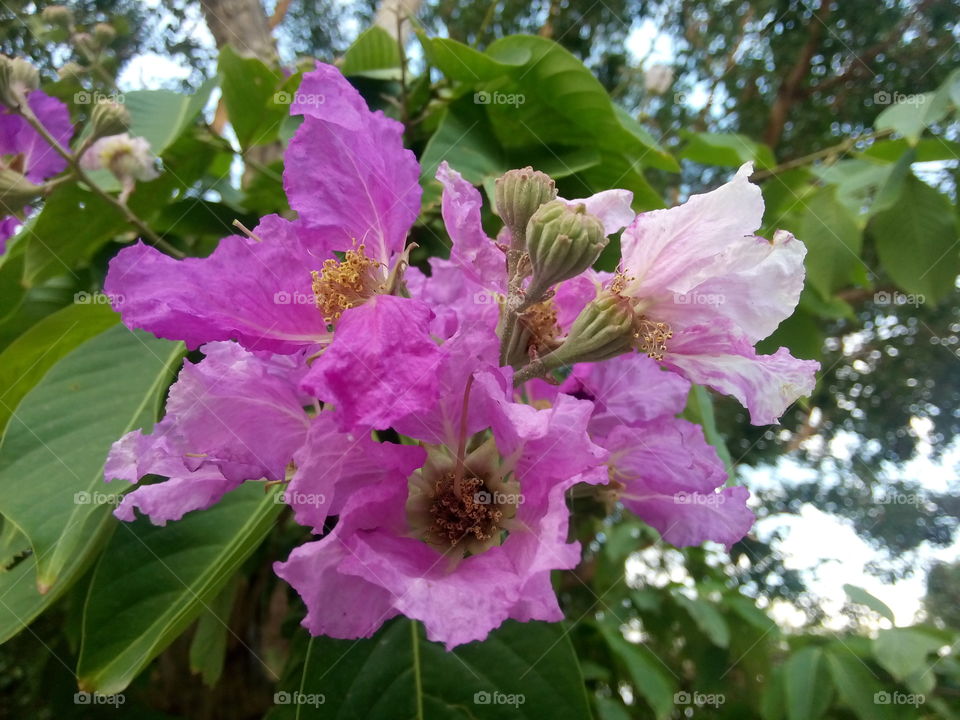 flower plants trees