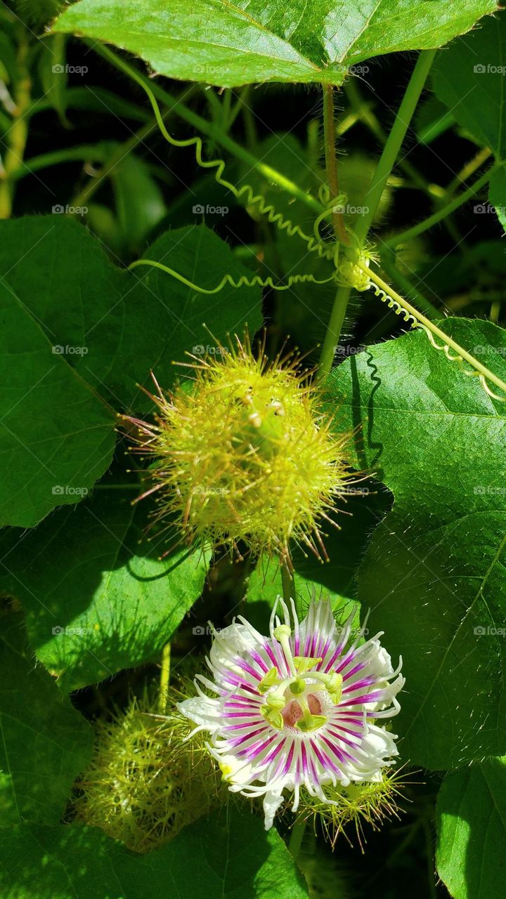 passion fruit flower