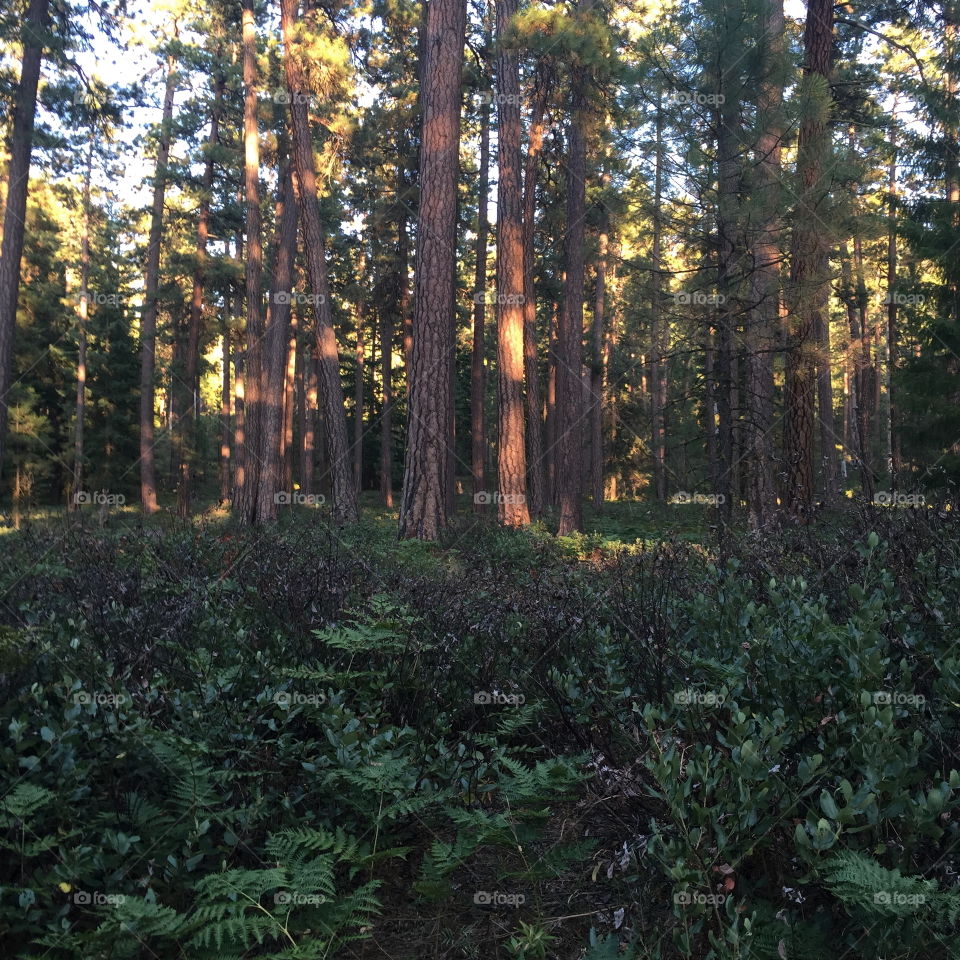 The golden glow of evening light on magnificent ponderosa pine trees and manzanita bushes in the forests of Central Oregon. 