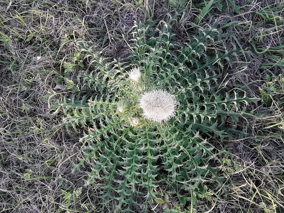A white and green plant