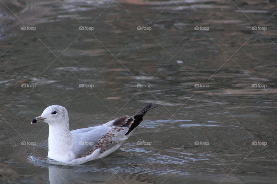 Seagull on Hudson River 
