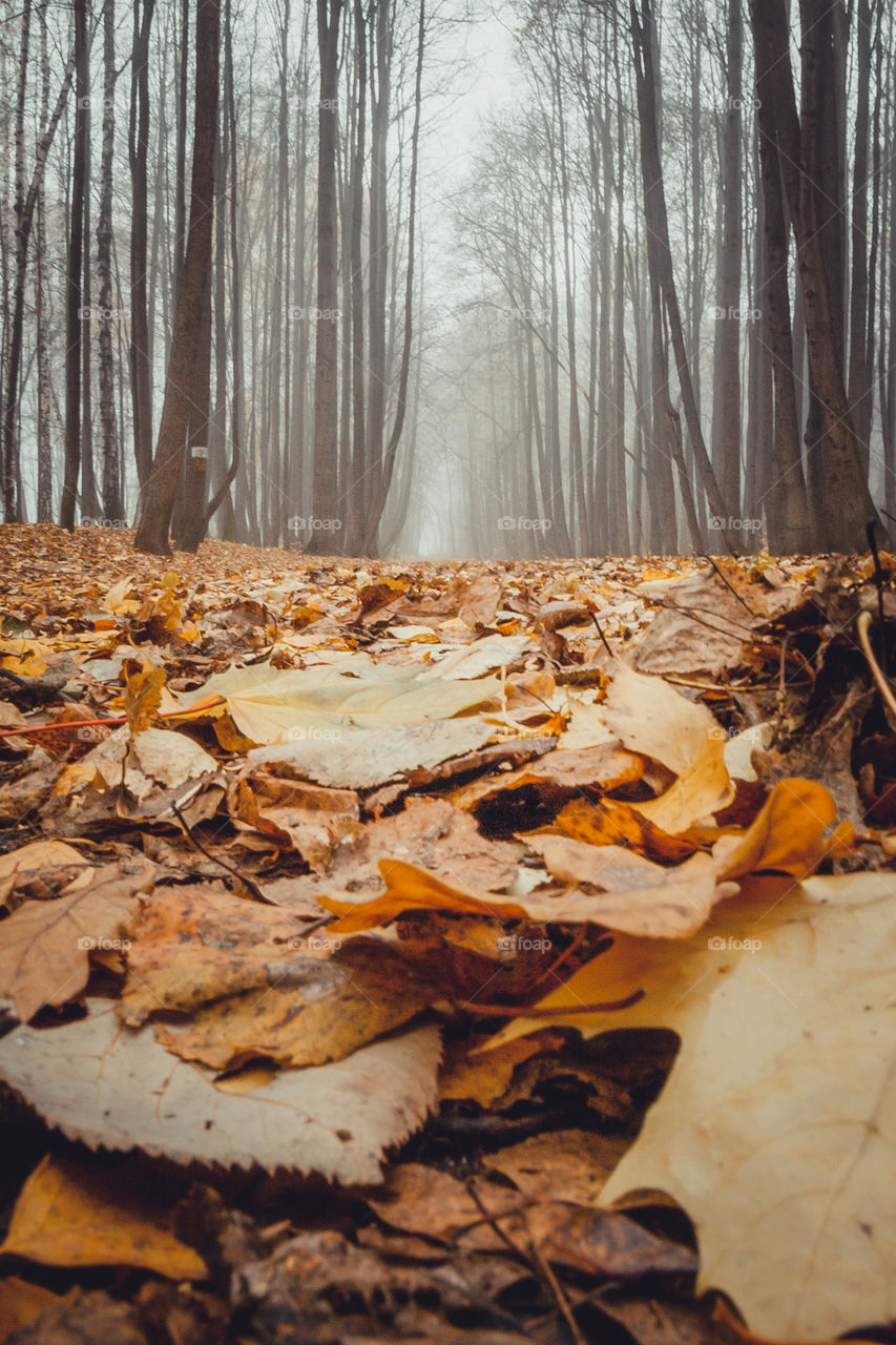 Misty landscape with forest in late autumn 