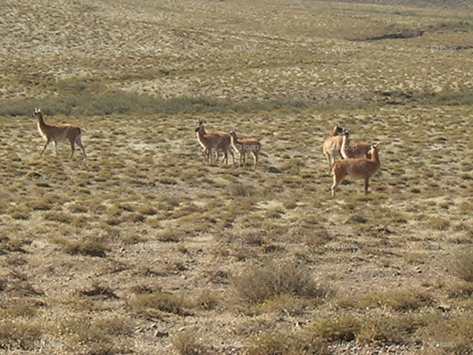 wild grazing alpaca in the North of argentina salta region