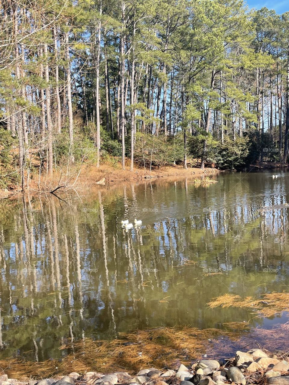 Beautiful stroll near a duck pond at the South Carolina Botanical Gardens