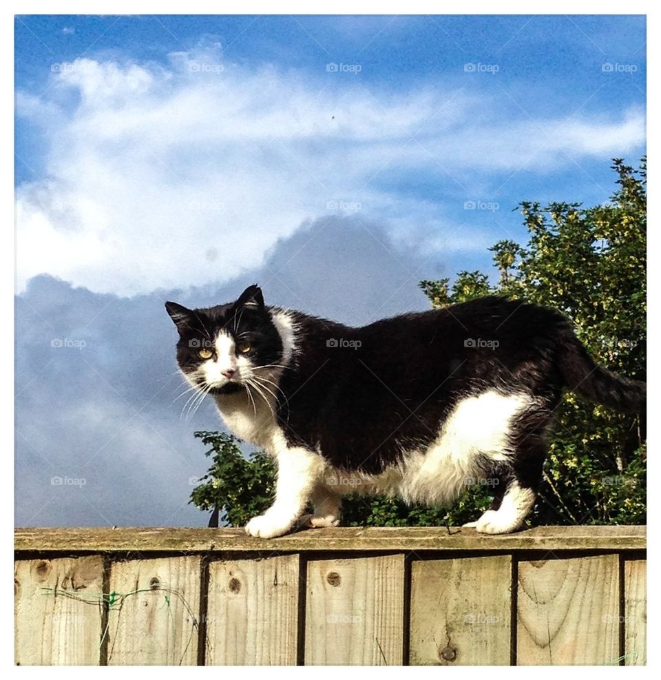 Cat on a fence