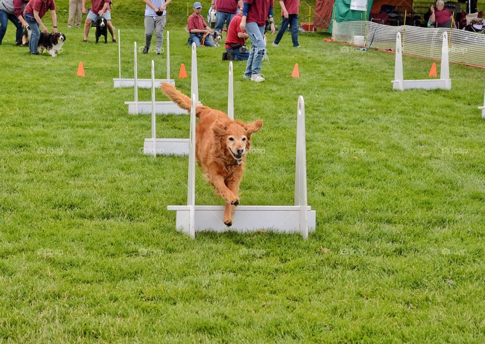 Agility dog