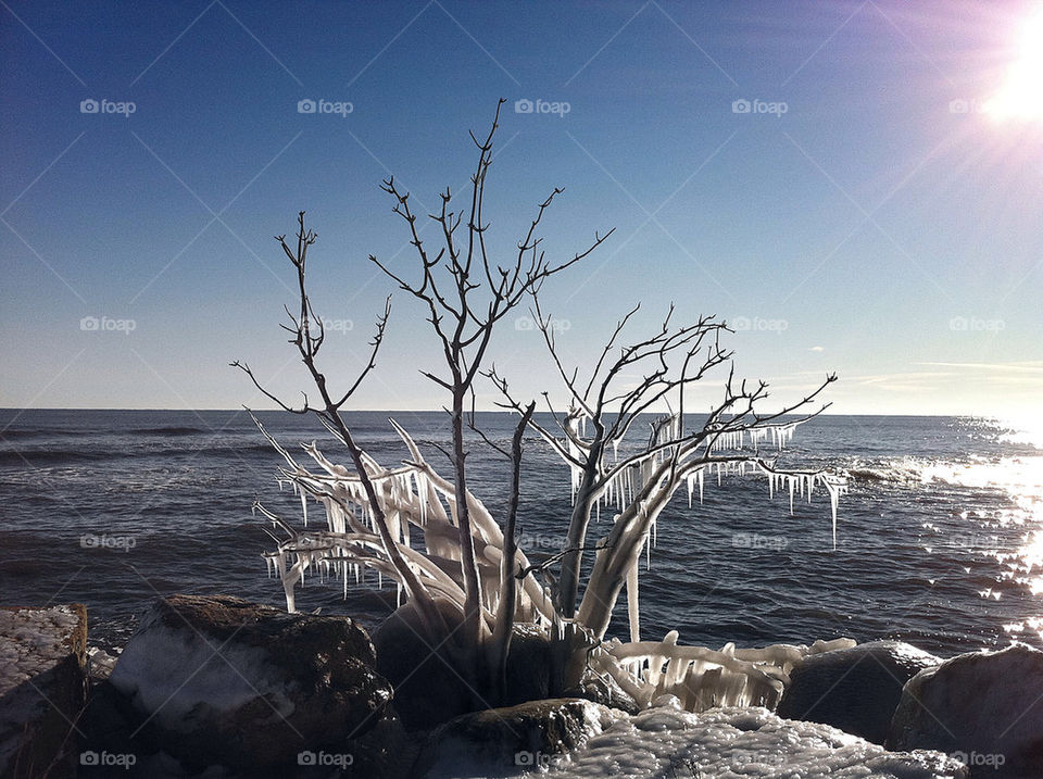 winter ocean tree sun by kurekuremartin