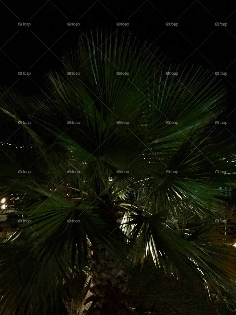 Palm tree and summer night