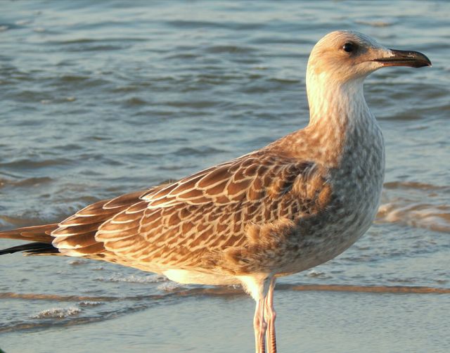 Dignified seagull