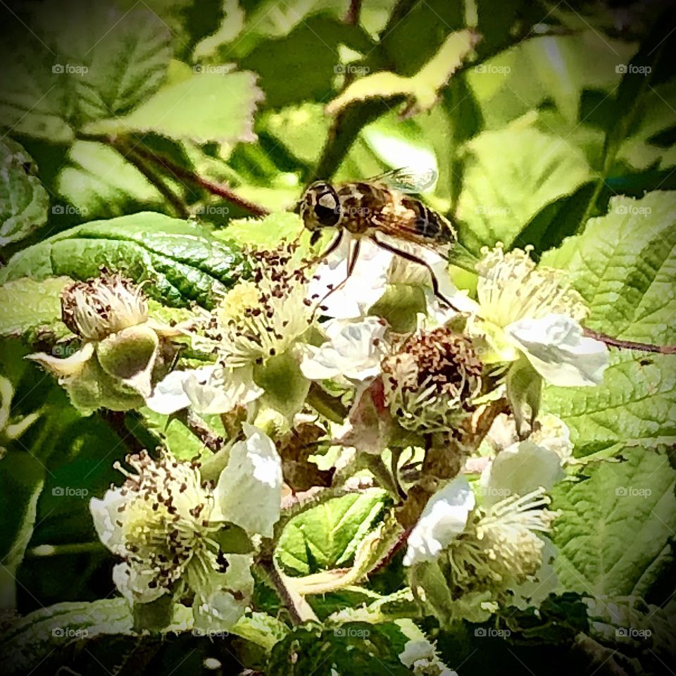 Wasp on brambles
