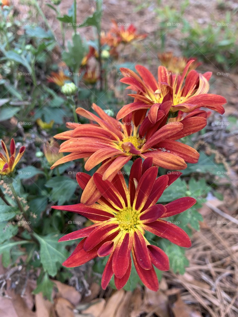 Red and yellow Mums or Chrysanthemum’s are typically looked at as a flower that signifies respect and honor in America