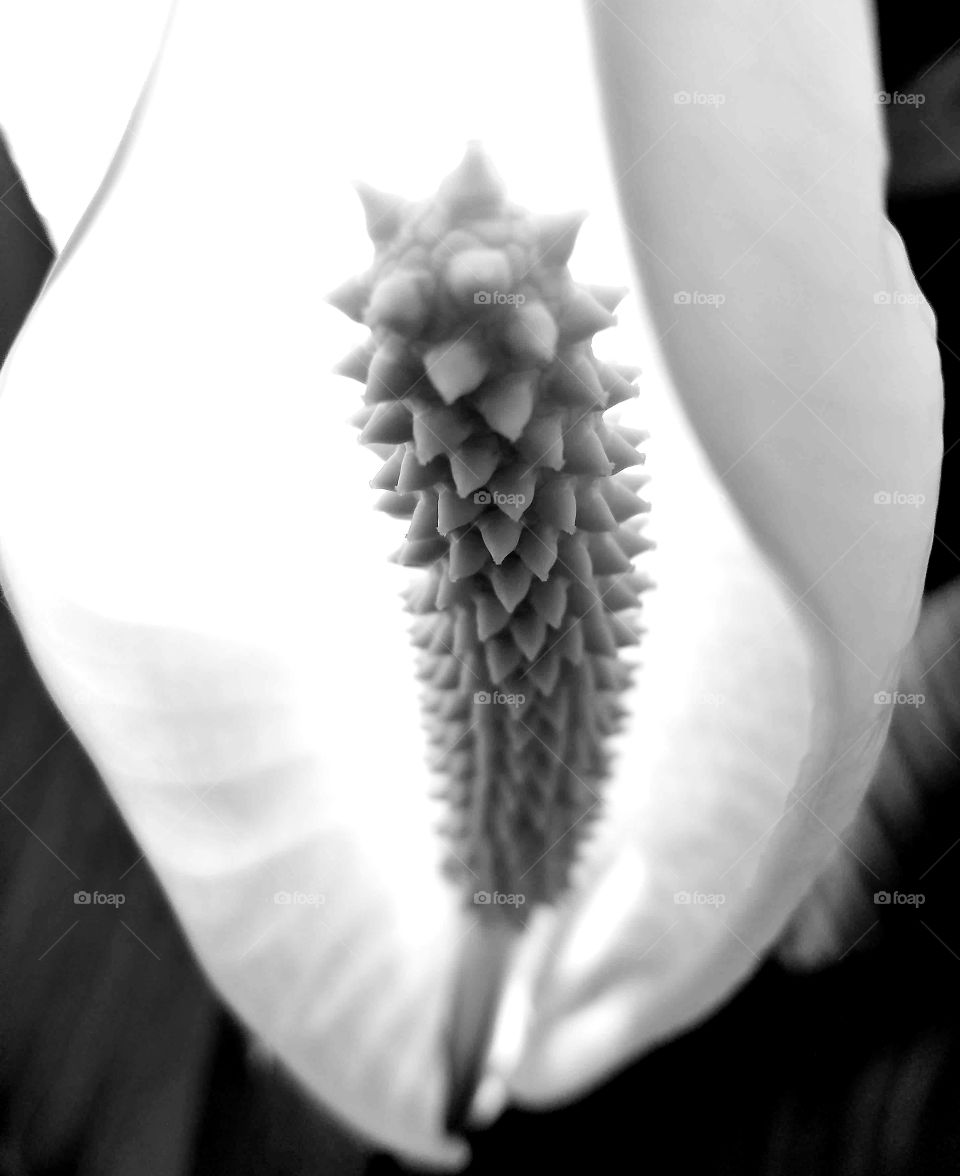 peace lily flower in black and white.