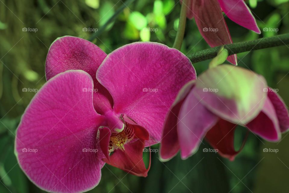 purple Orchid Flower