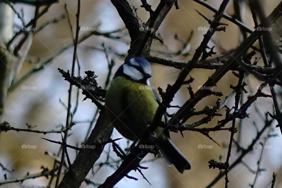 Blue tit