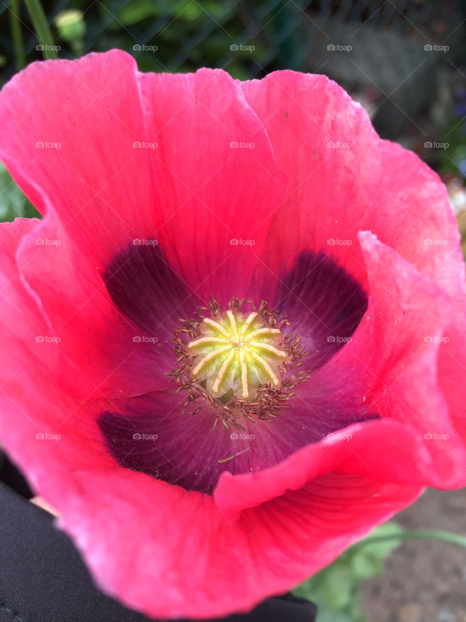 Poppy Dublin 