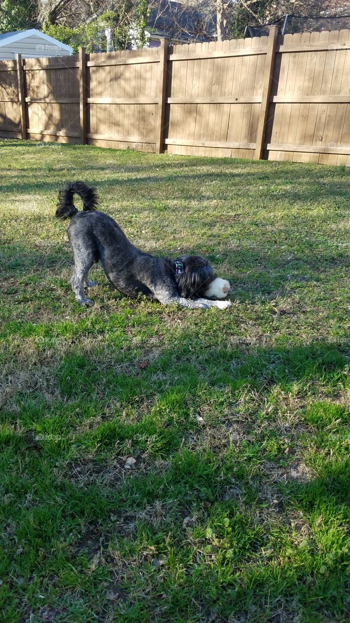 Tibetan Tierrer Dog doing downward dog pose outside