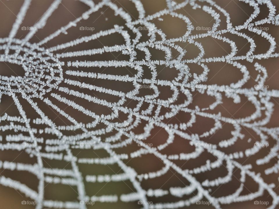 Close up of icy spider web