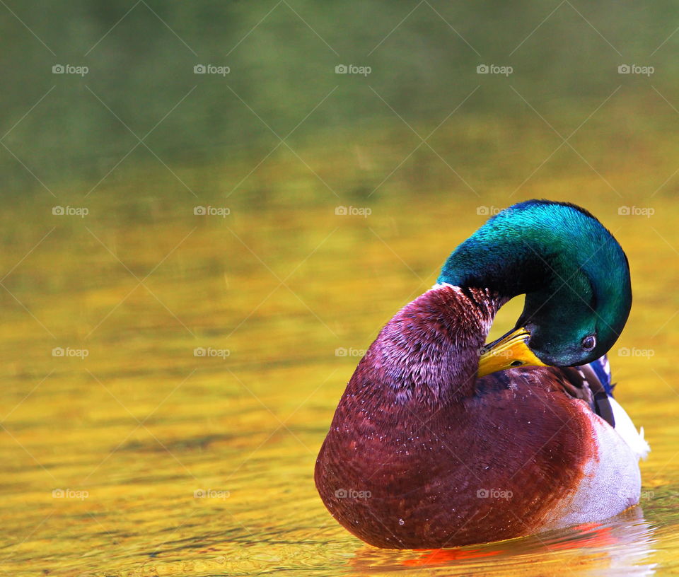 Mallard duck grooming in a pond