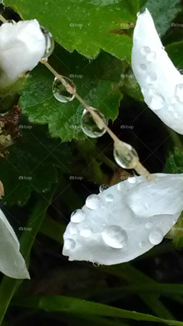 Rain drops marching across a stem