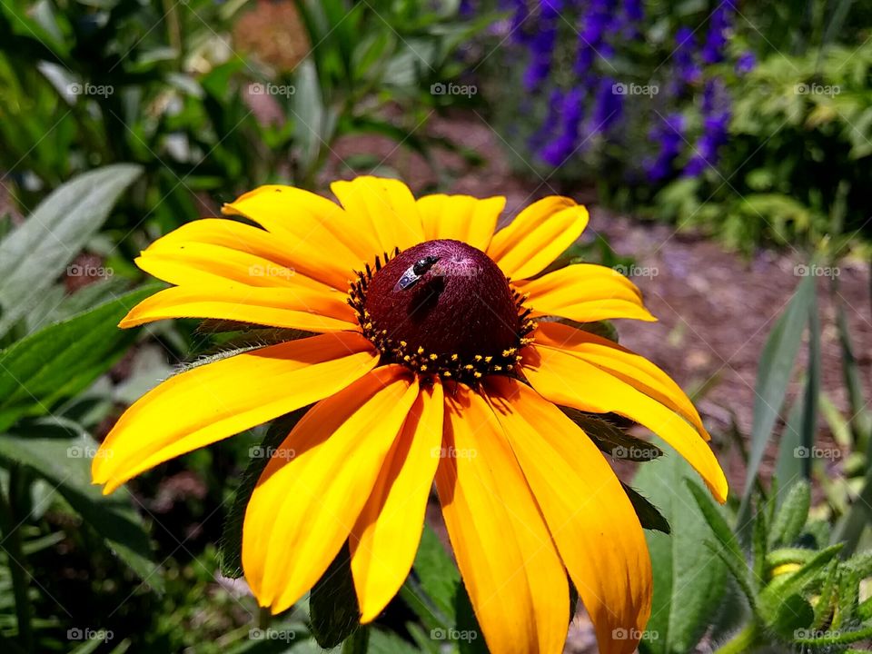 bug on flower