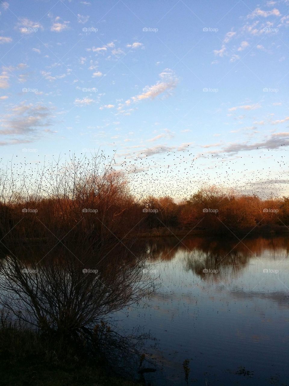 Twilight Flight Over the Pond