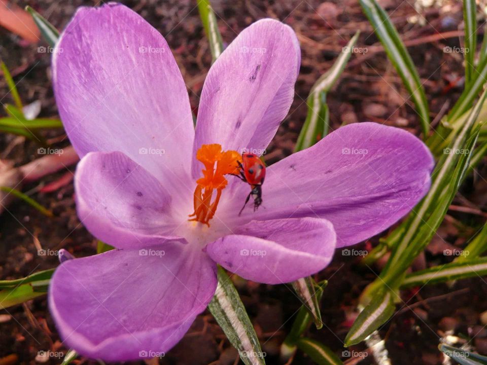 ladybug