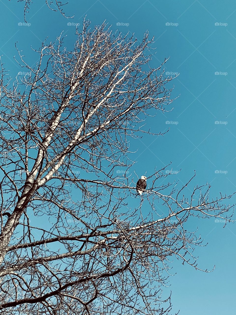 Bald eagle a tree