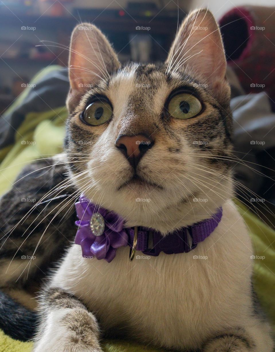 Small kitten, looking upwards wearing a purple collar 