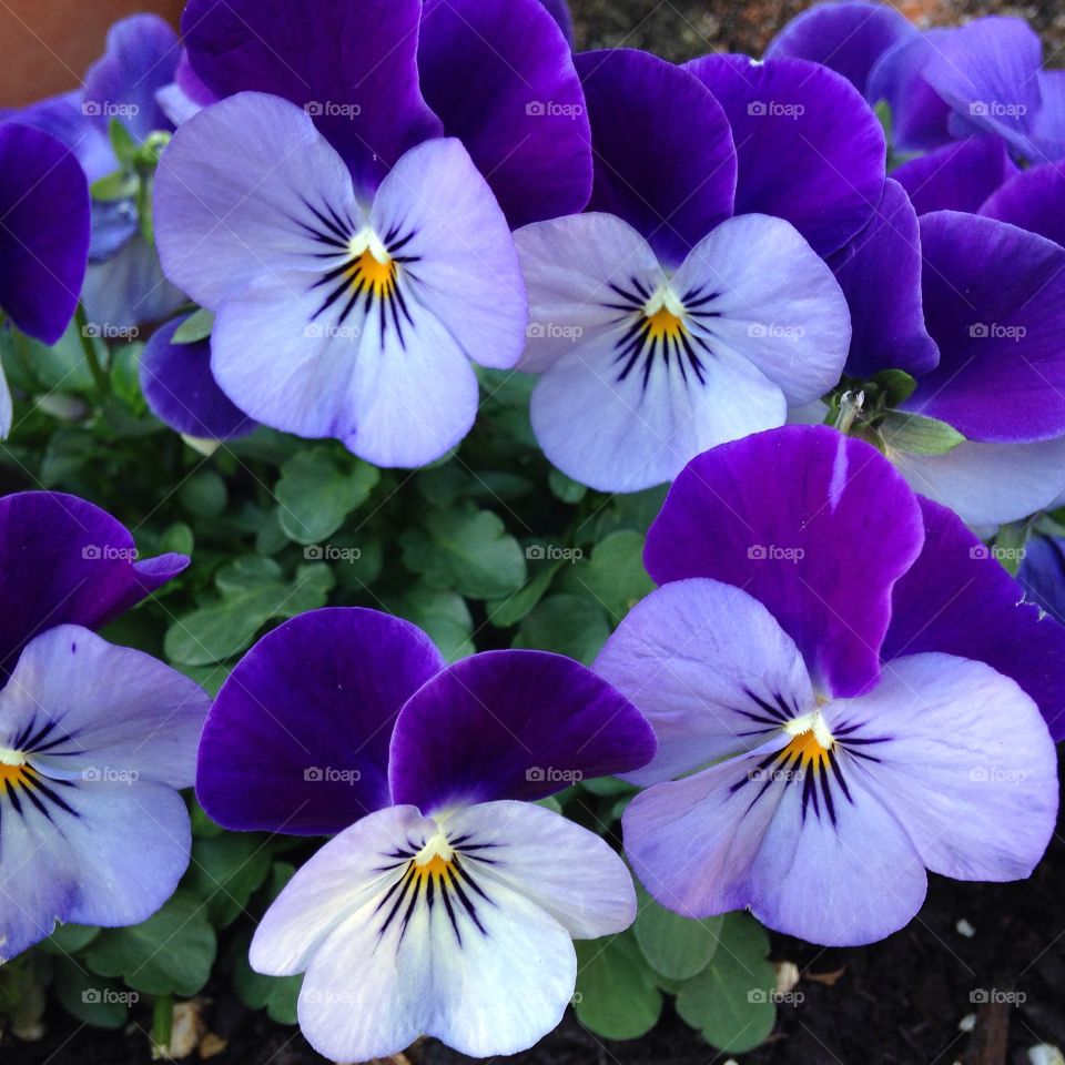 Purple viola 