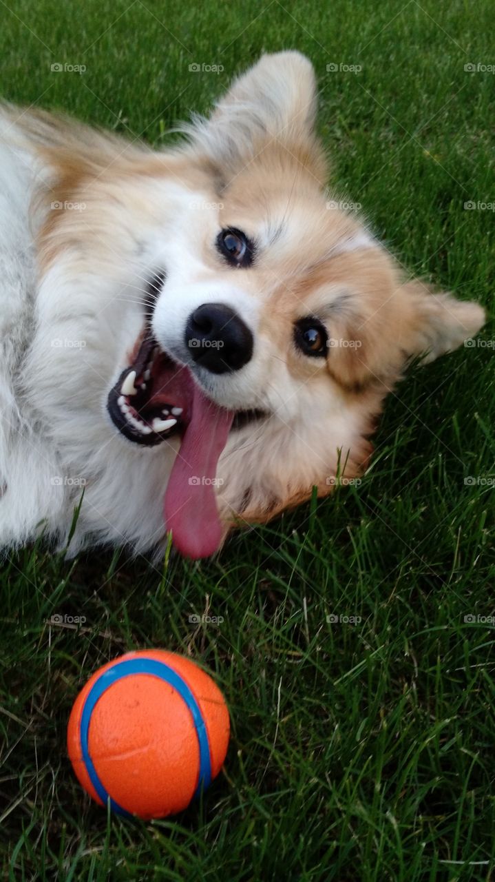 corgi ball fetch