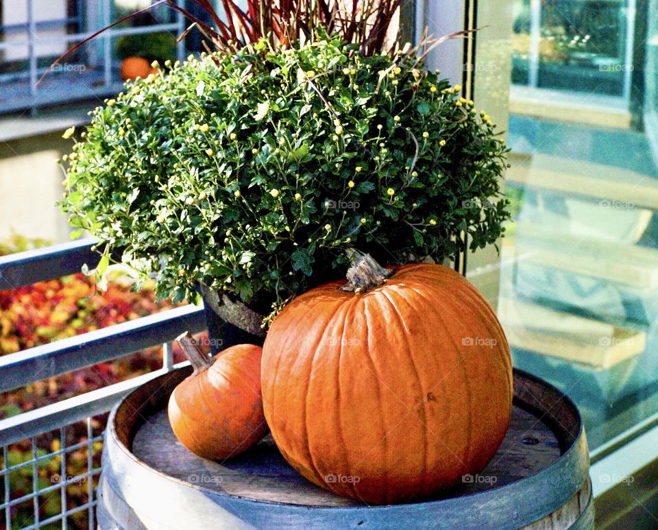 Fall display with pumpkins and a chrysanthemum about to bloom on a wine barrel.