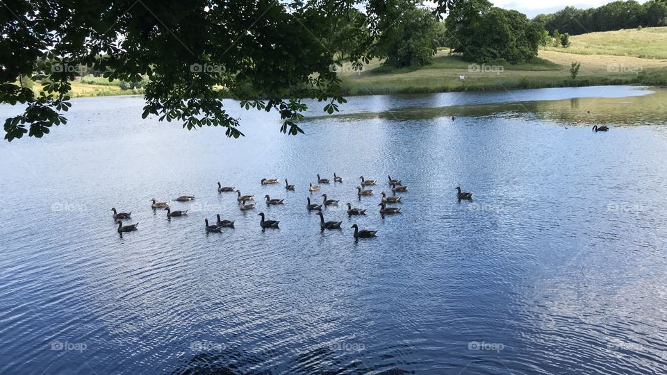 Ducks and Swans in a Lake 
