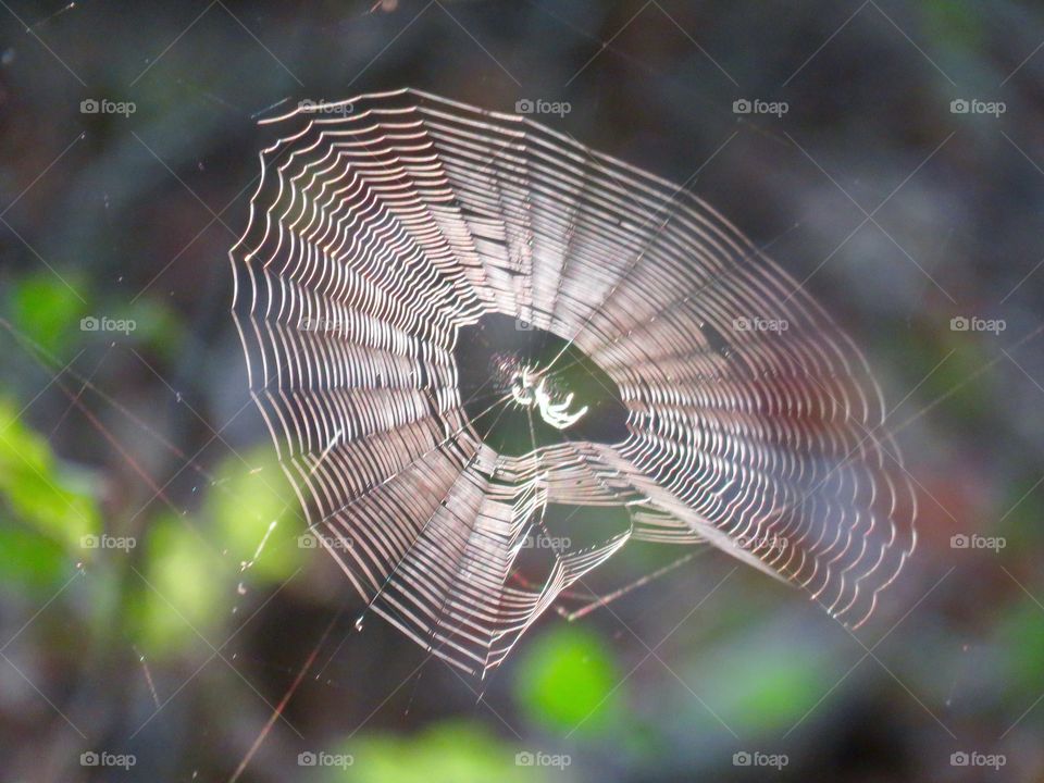 Spiderweb in the sunlight 