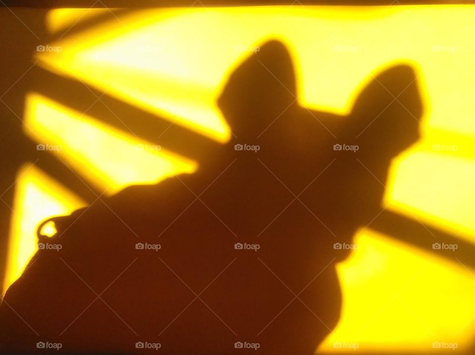 Sunbeams & Puppy Dog