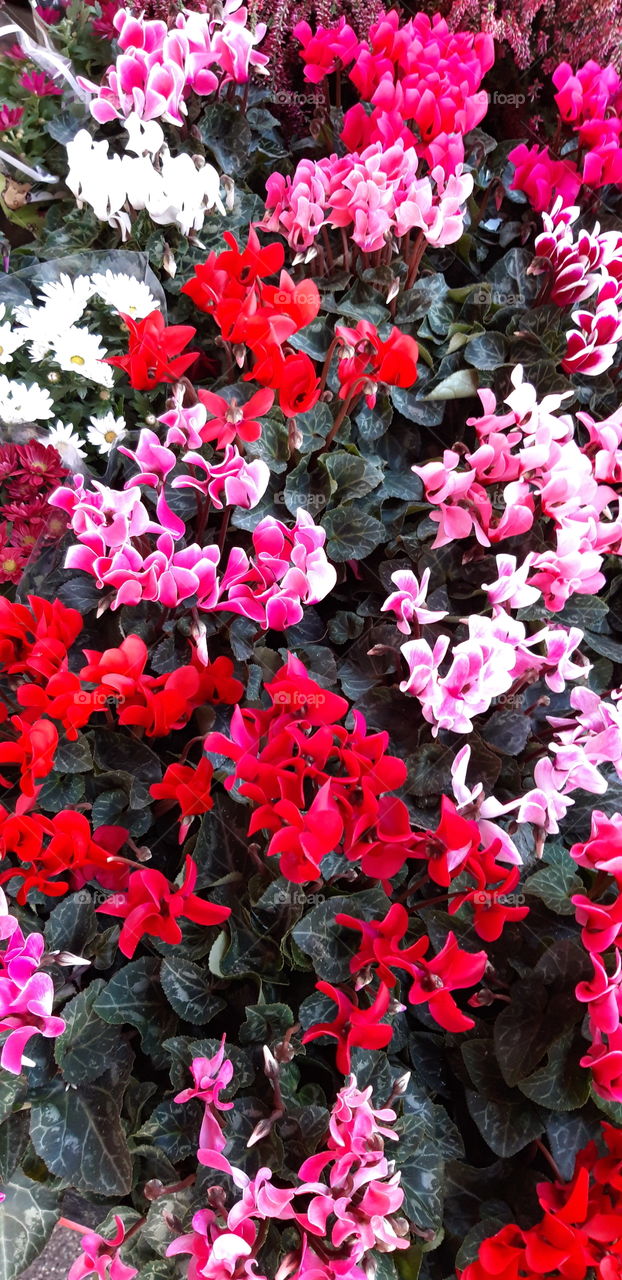 cyclamen