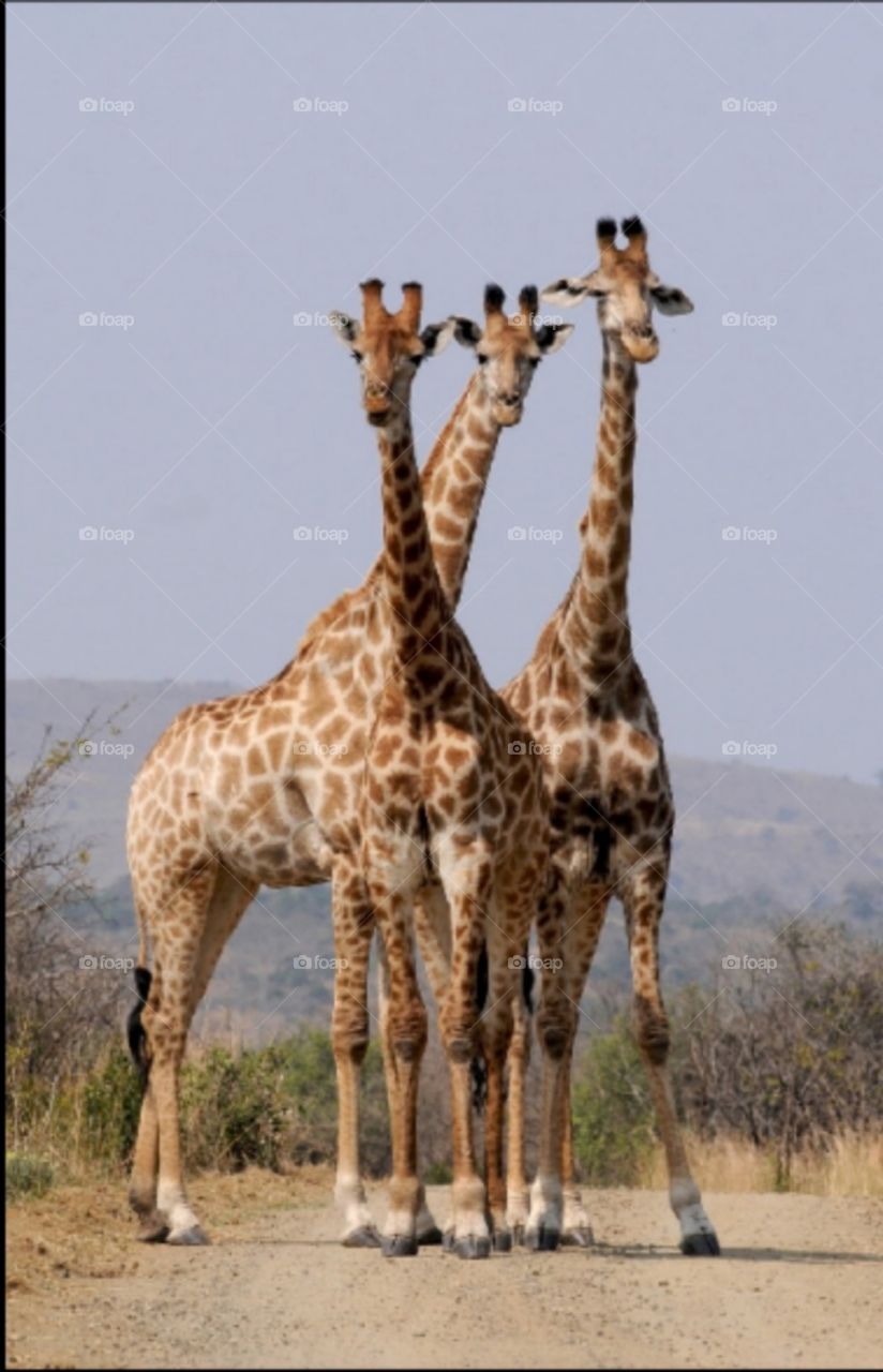 y estás son tres 3 girafas
