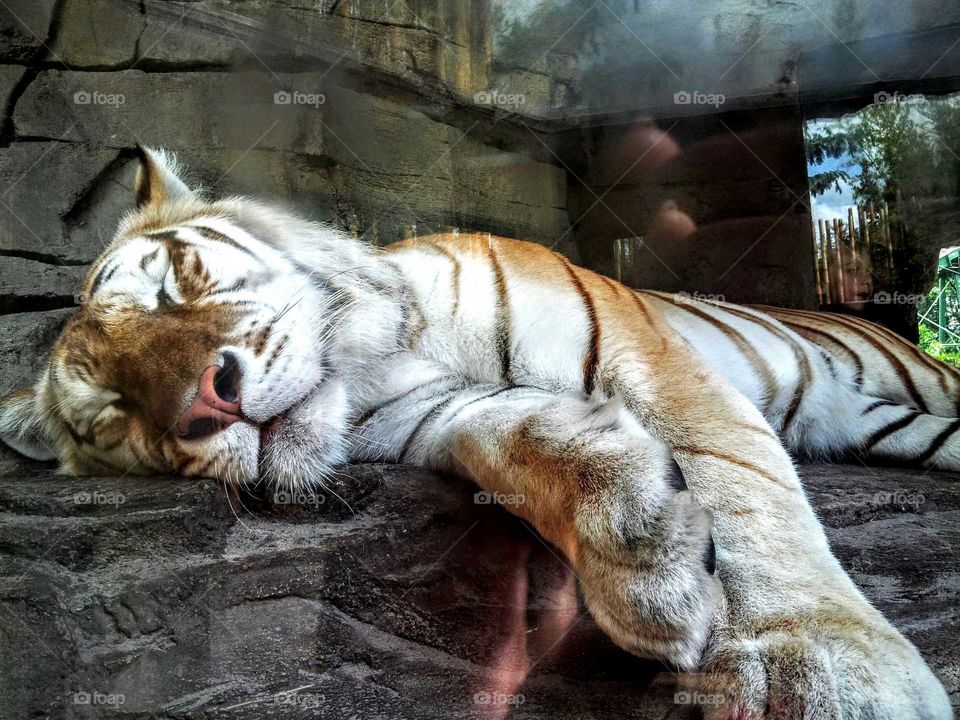 Napping Tiger