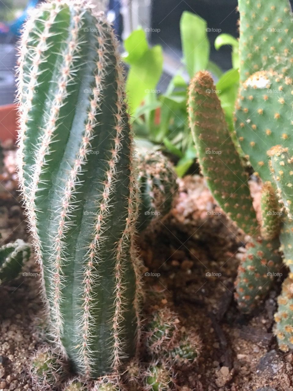 Cactus in the pot of the son