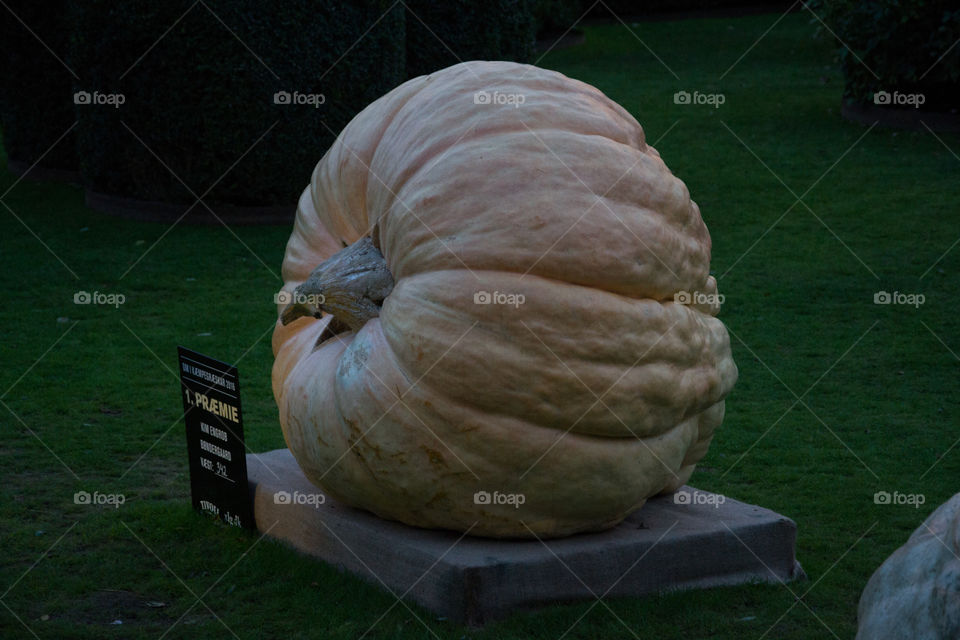 Pumpkin contest in Theme park in Copenhagen Tivoli.