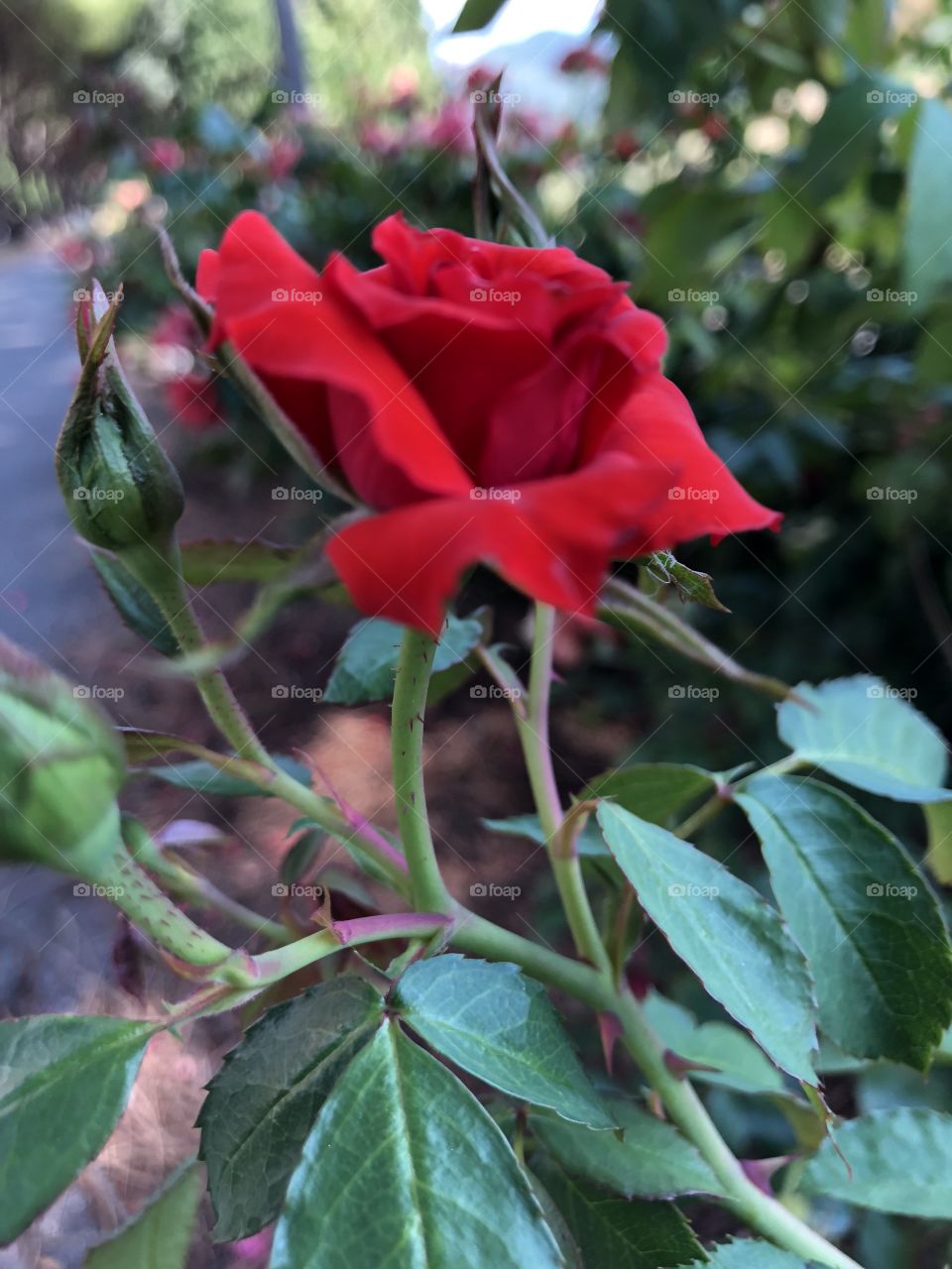 Rosa 