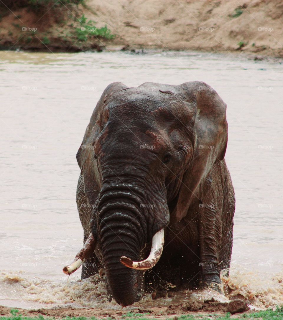 elephant in waterhole.