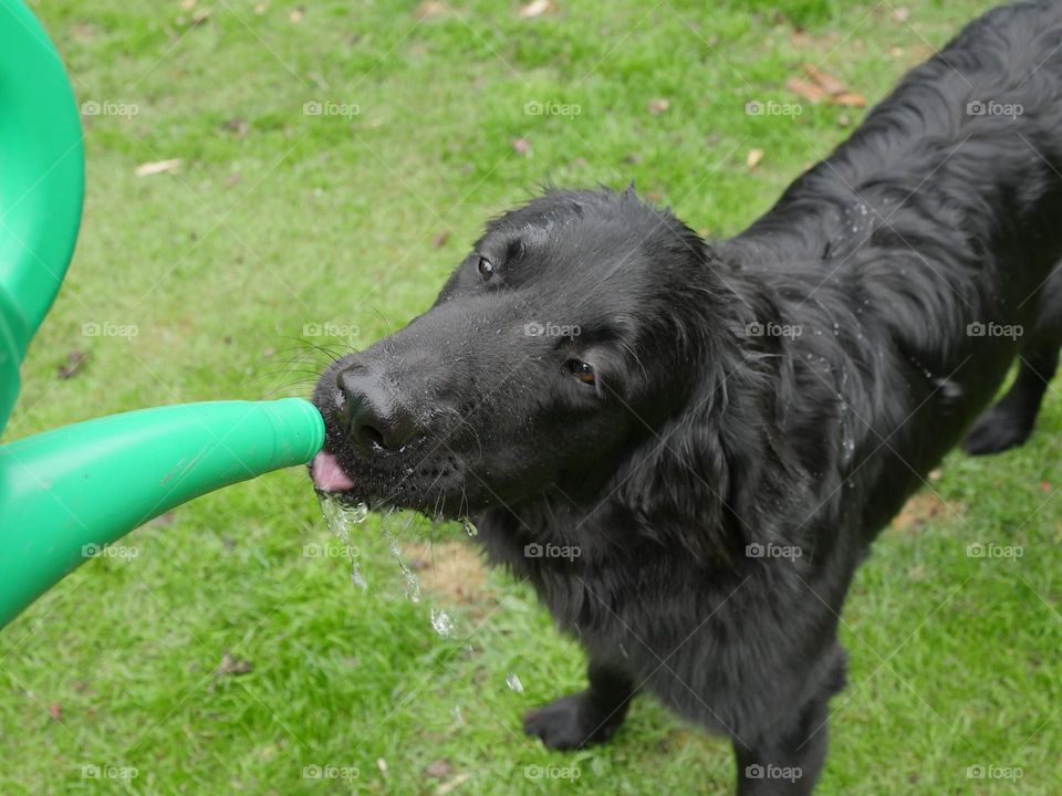 Thirsty dog