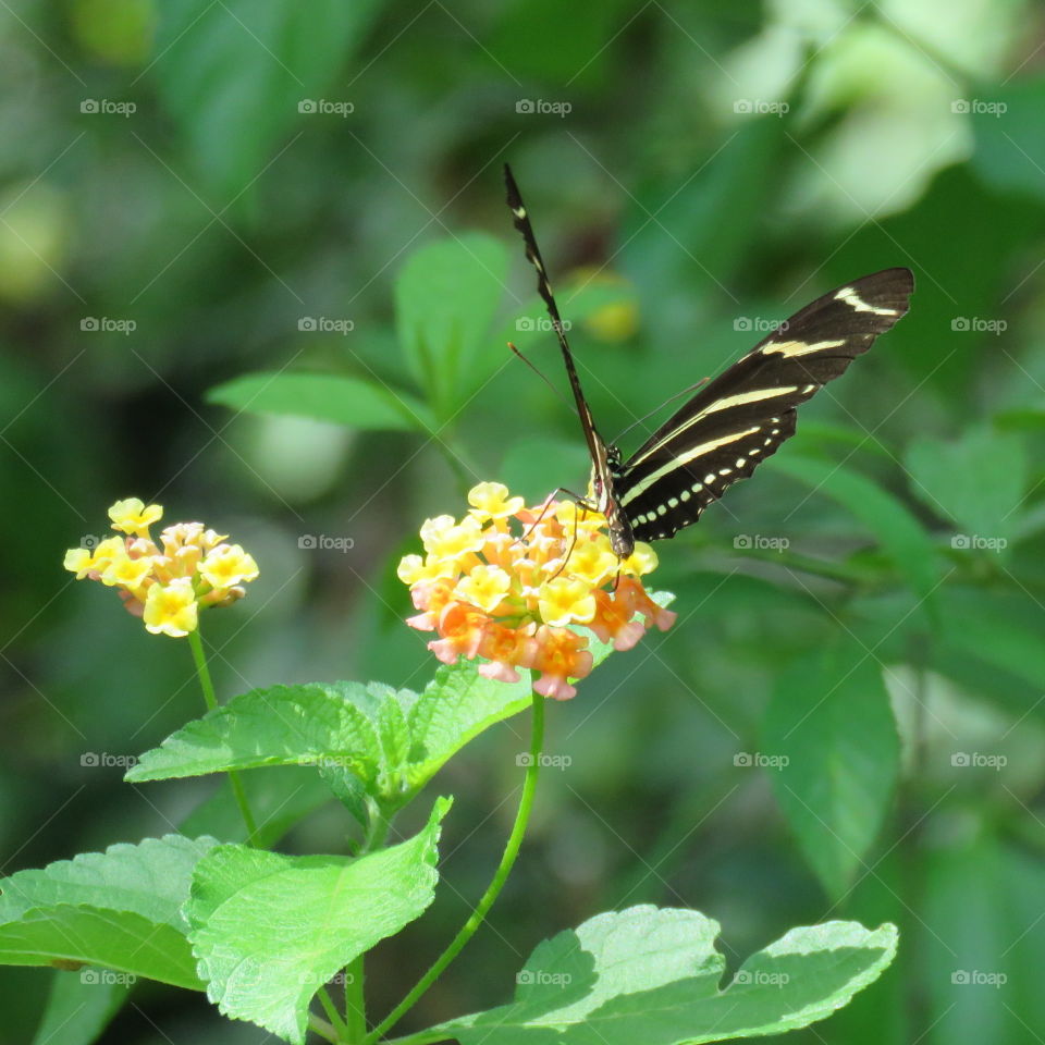 Lantana and zebra longwing
