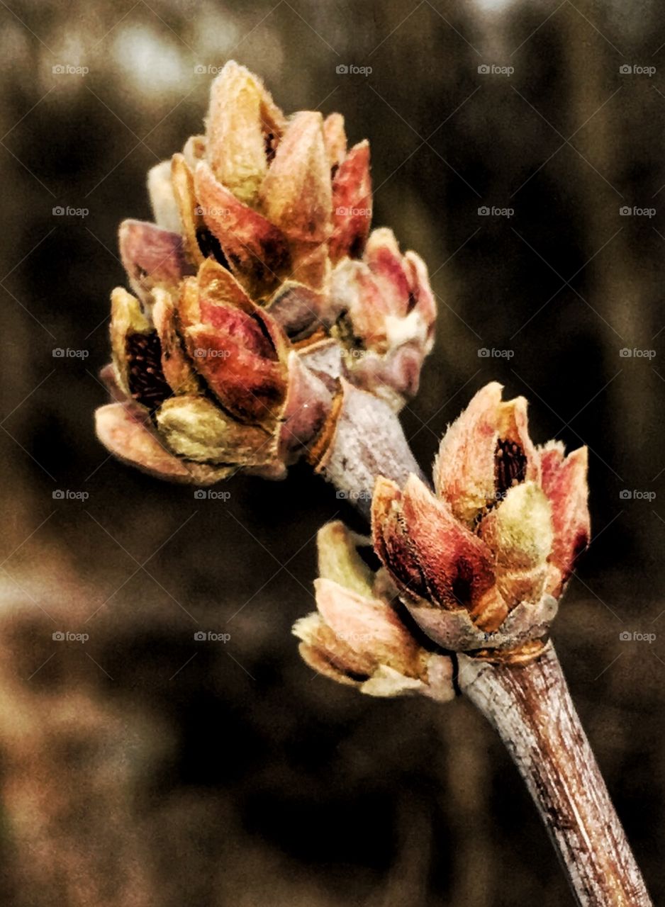 Hopeful signs of Spring
- after a looooong winter, it's great to see budding branches... spring will be here soon! 😊