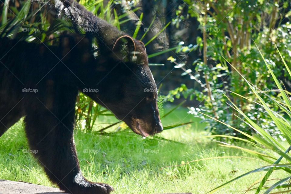 Black Bear 🐻 