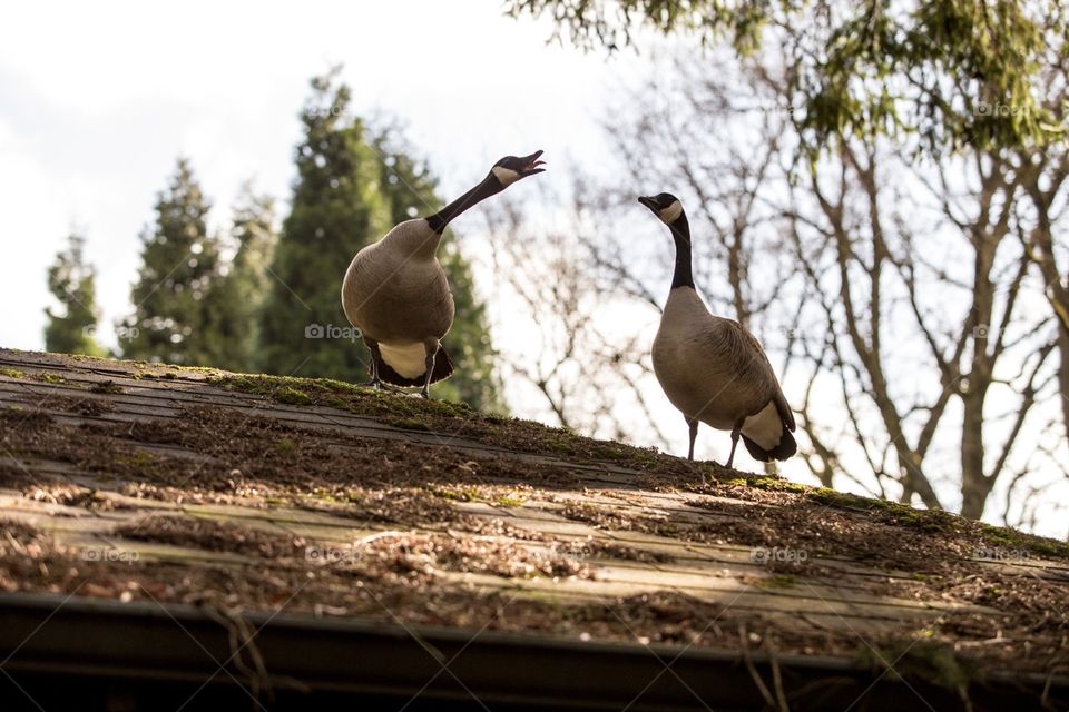 Geese on a rooftop 