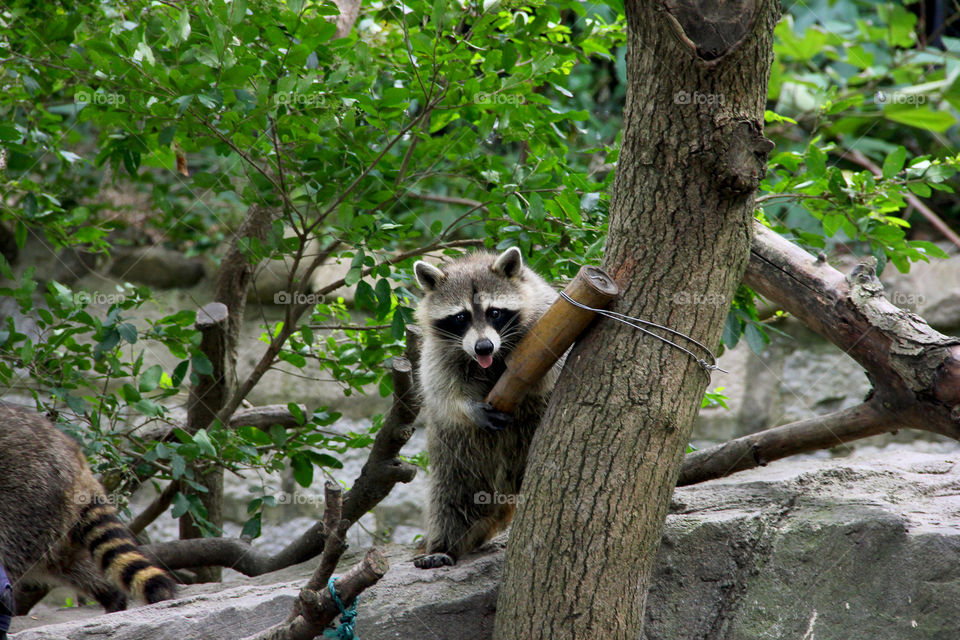 Raccoon after his crime, he stolen the foodcanister from the others, by reeling it in