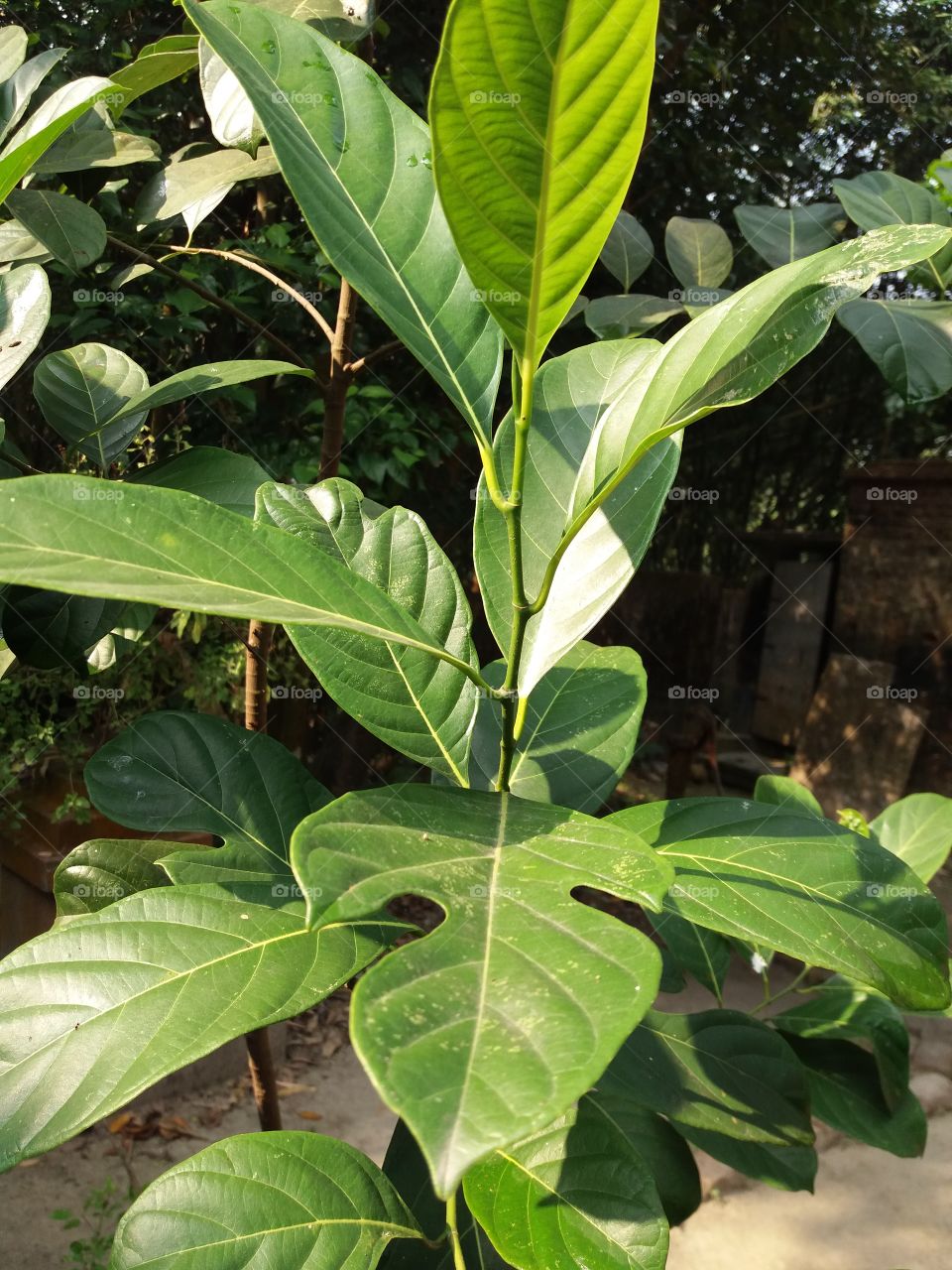 Leaf, Flora, No Person, Nature, Growth