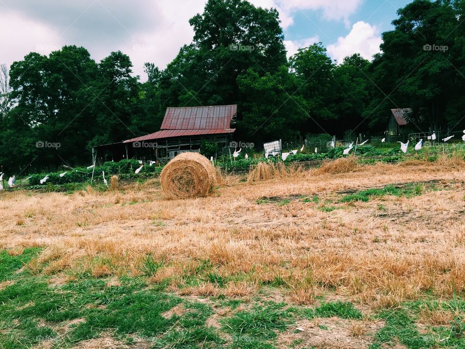 Farm, Agriculture, Rural, Landscape, Country