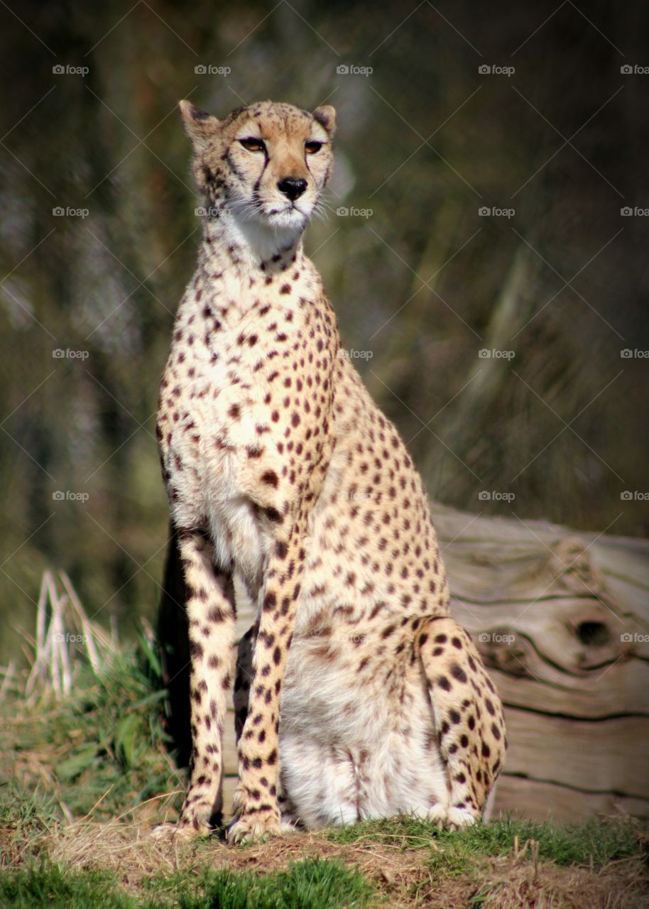 Animals, cheetah, cat,